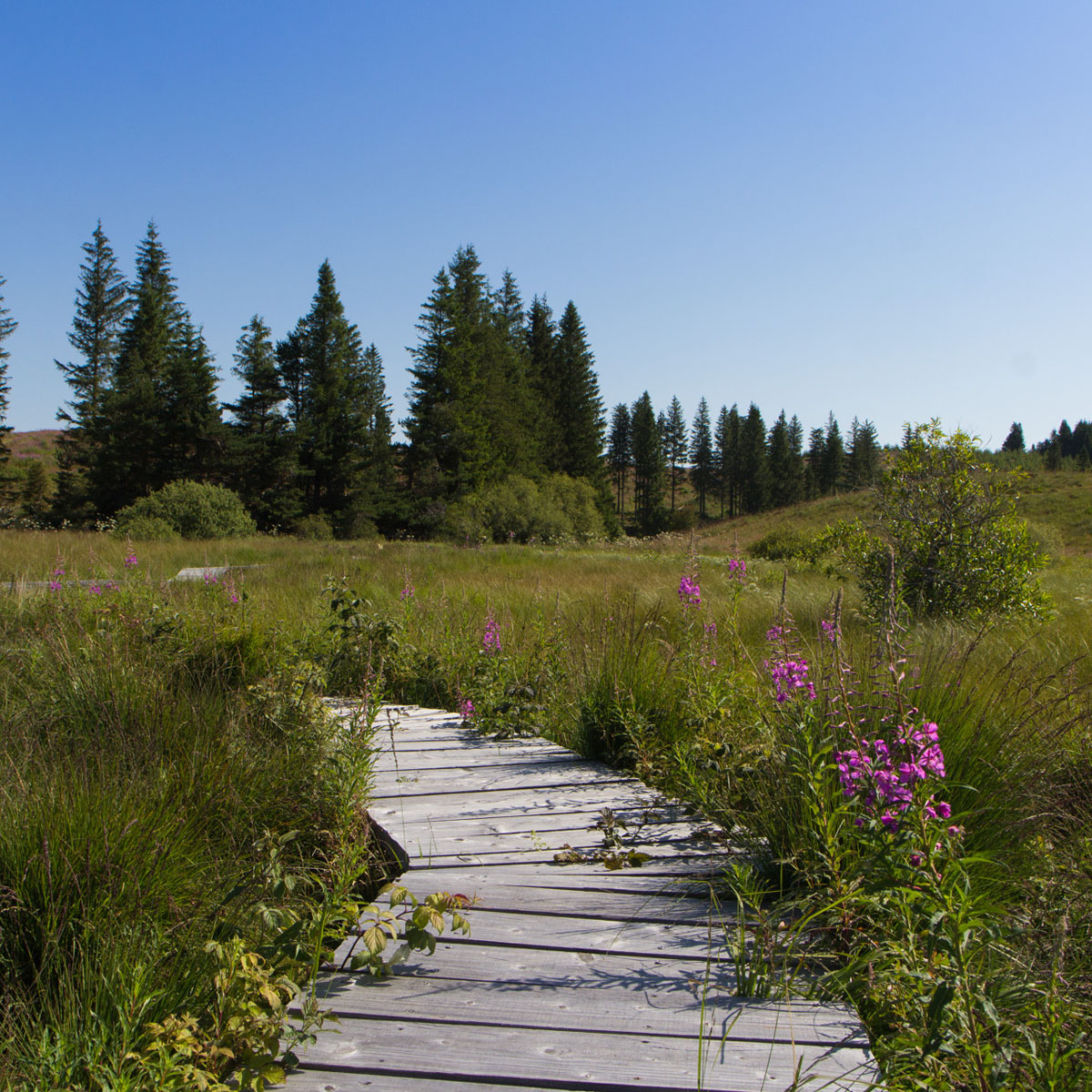 La Réserve Naturelle des Sagnes à La Godivelle