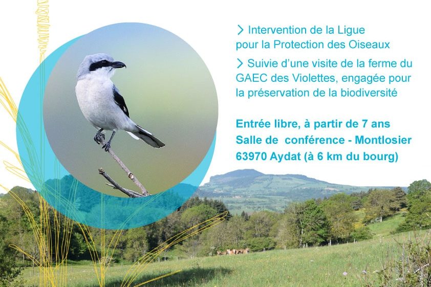 Conférence Sauvons la Pie-Grièche grise