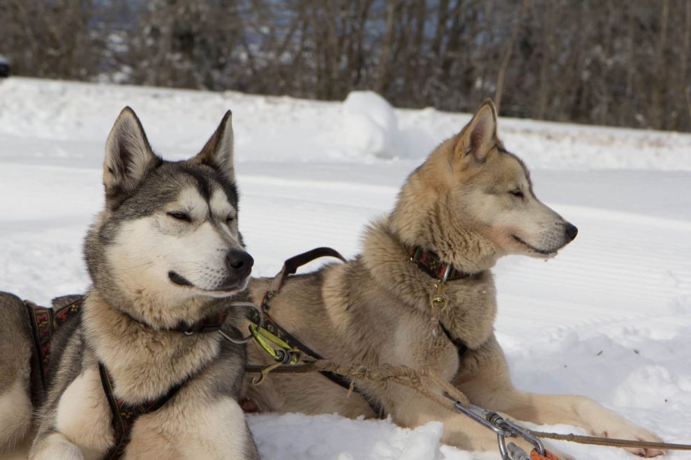 Initiation au métier de musher