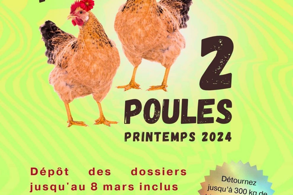 Adopte 2 poules
